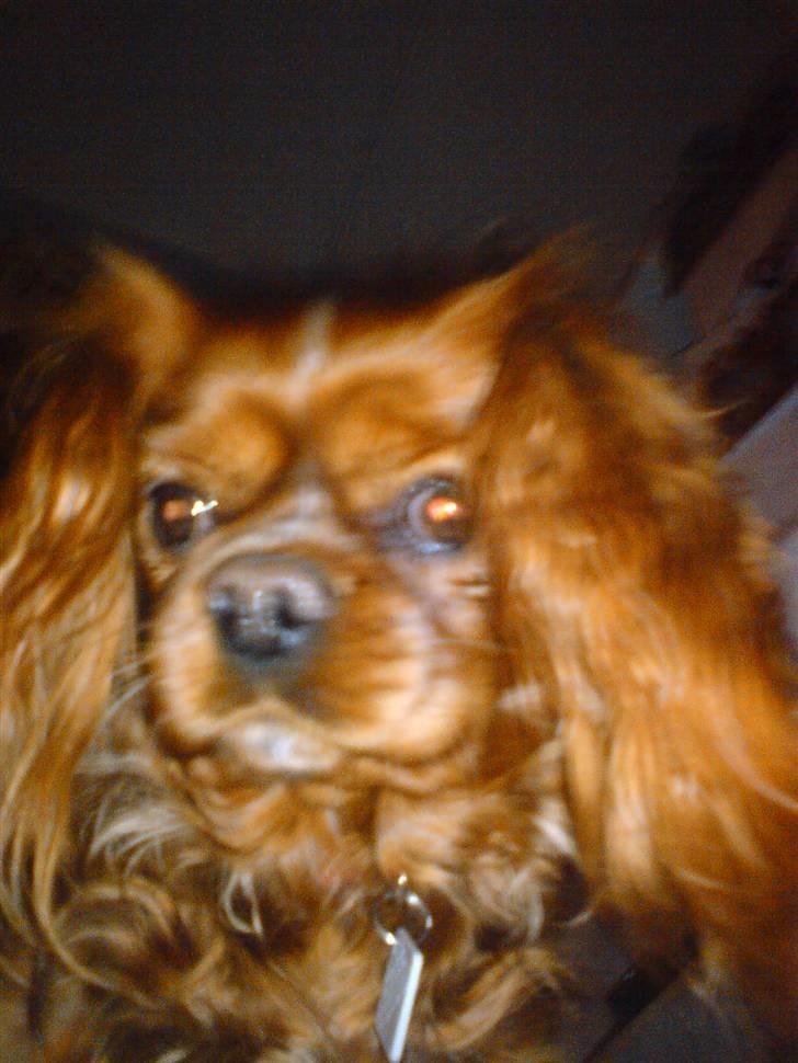 Cavalier king charles spaniel Aika R.I.P <3 ;/ - Grrr! Min vildhund ;D <3 Hun ser meget farlig ud der ;D billede 19