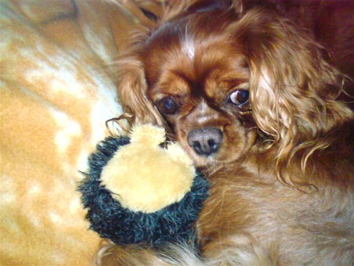 Cavalier king charles spaniel Aika R.I.P <3 ;/ - "Det af faktisk min Pindsvin" ;D <33 Hun ligner en der tænker det ;D billede 20