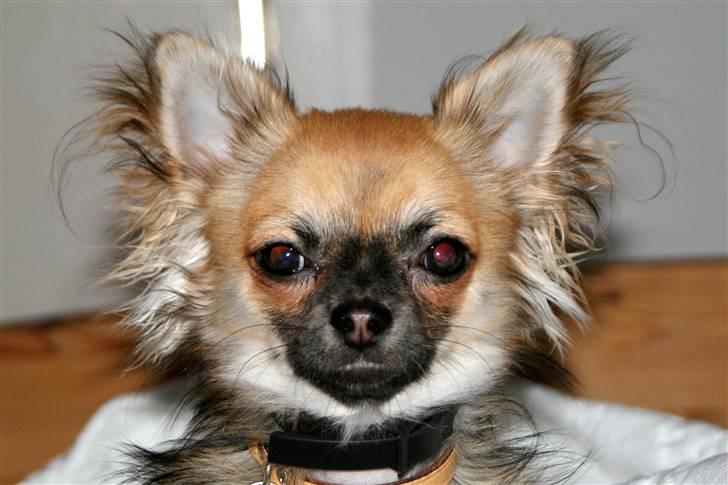 Chihuahua Obelix - 9 mdr gammel billede 9