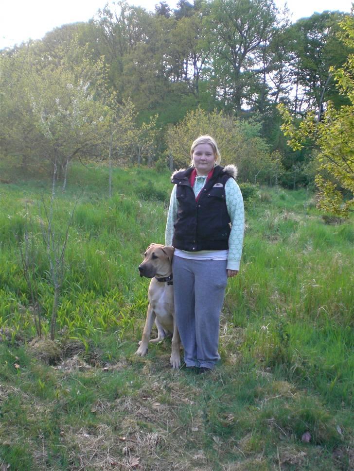 Grand danois Bufas billede 8