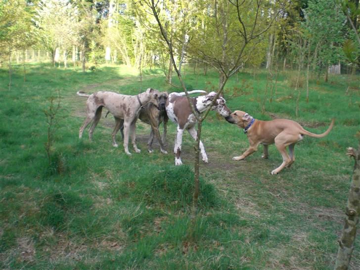 Grand danois Bufas - Bufas,Elma,Clay og Bibi billede 9