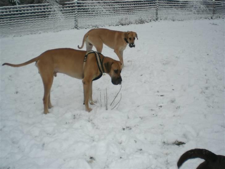 Grand danois Bufas - Bufas & Slaskus billede 10