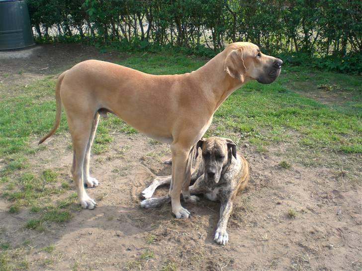 Grand danois Bufas billede 11