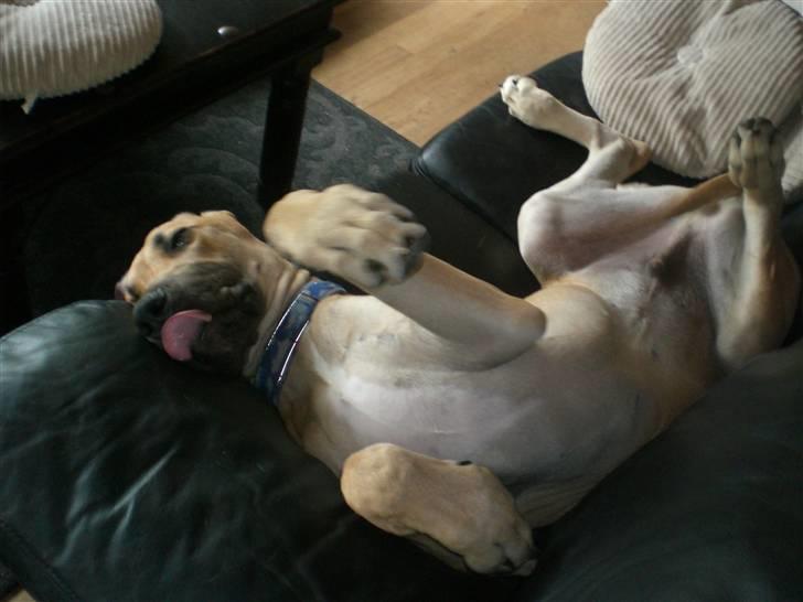 Grand danois Bufas billede 12