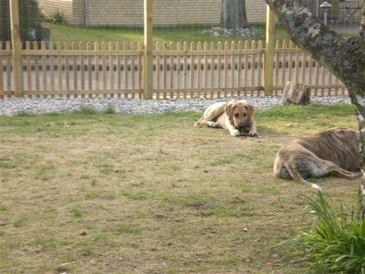 Grand danois Bufas billede 13