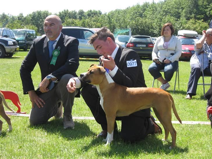 Amerikansk staffordshire terrier DKCH GreatVikingsYouMakeItReal - World Terrier Show 27/06-2010. billede 5