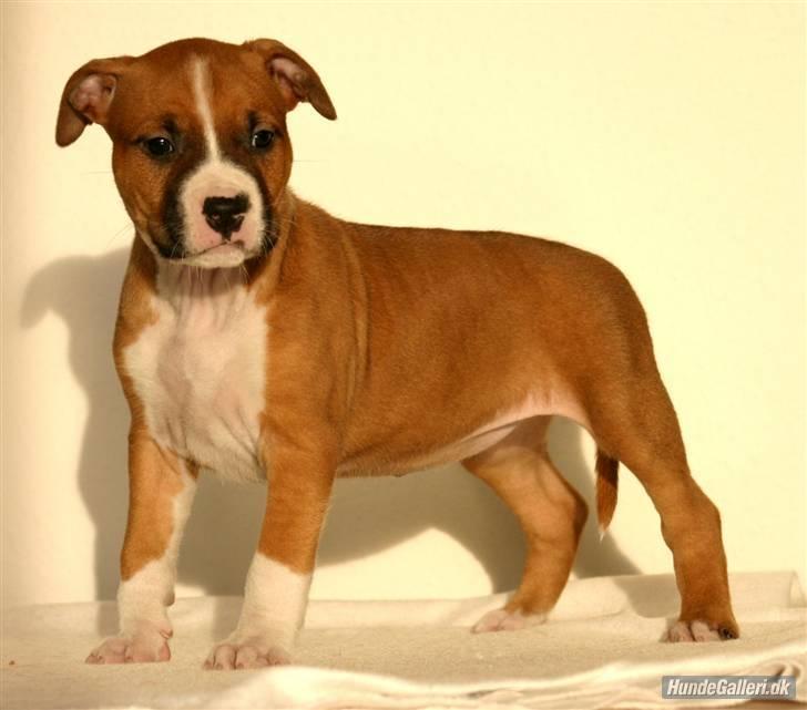 Amerikansk staffordshire terrier DKCH GreatVikingsYouMakeItReal billede 6