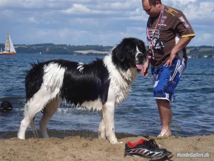 Landseer Bertha - aug 09. nu er jeg halvanden år... billede 17