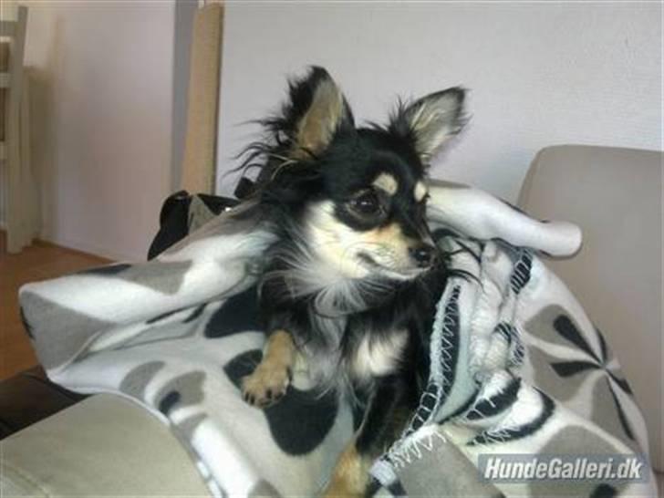 Chihuahua Artu billede 1