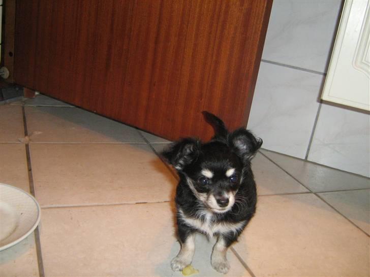 Chihuahua Artu - 11 uger gammel billede 2