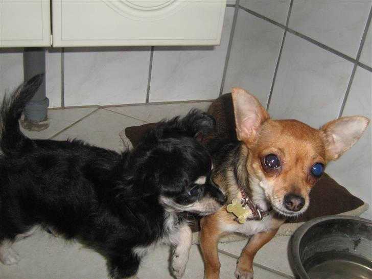 Chihuahua Artu - Her er jeg sammen med min mor billede 3