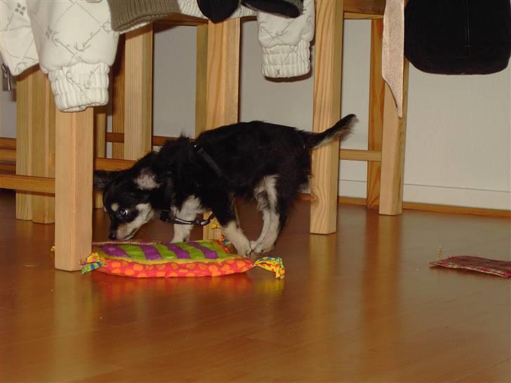 Chihuahua Artu - 11 uger gammel billede 4