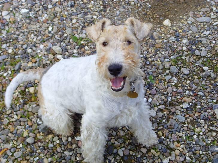 Ruhåret foxterrier thor billede 1