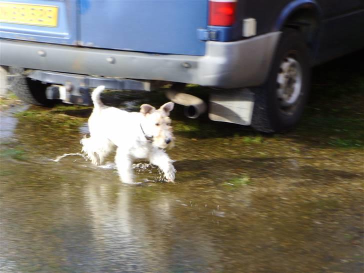 Ruhåret foxterrier thor billede 3