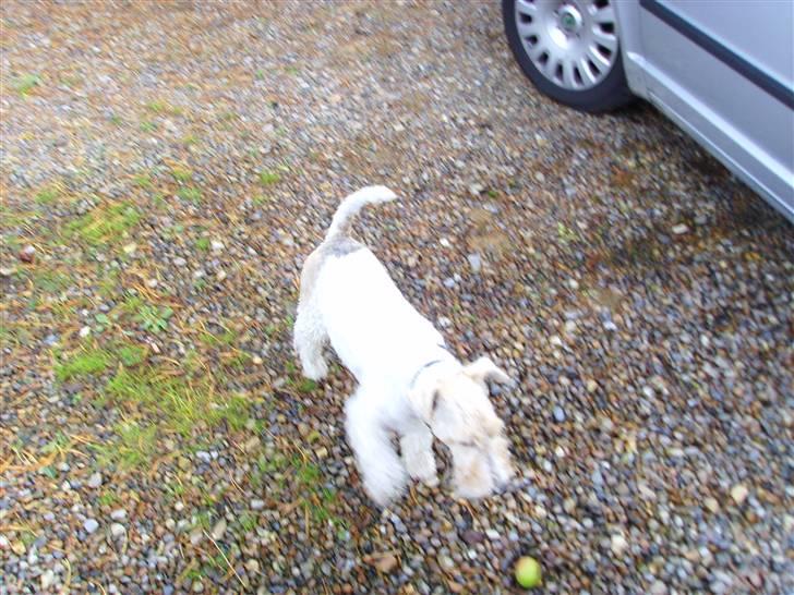 Ruhåret foxterrier thor billede 4