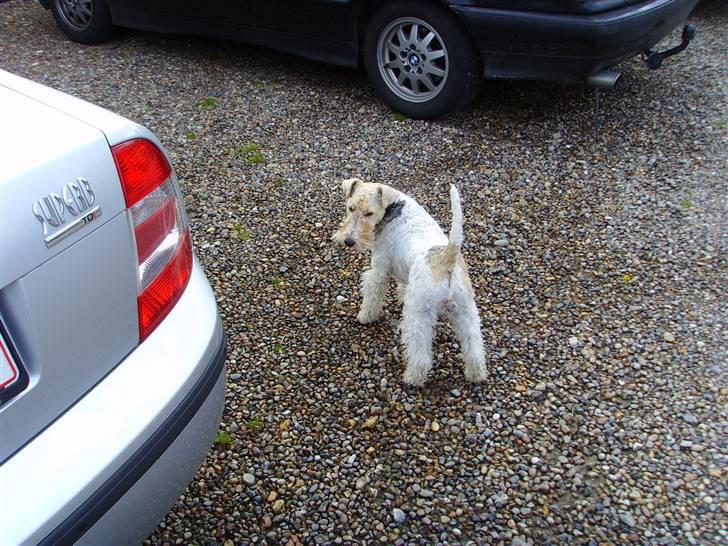 Ruhåret foxterrier thor billede 5