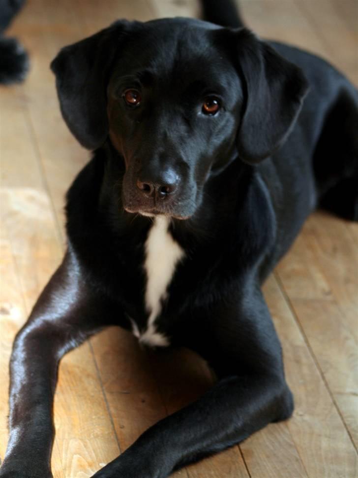 Border collie / Labrador Fister billede 13