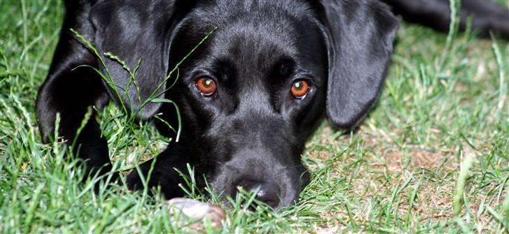 Border collie / Labrador Fister billede 14