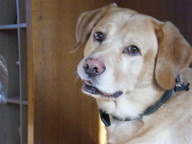 Labrador retriever Buller R.I.P. billede 10