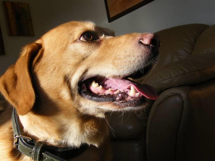 Labrador retriever Buller R.I.P. billede 11