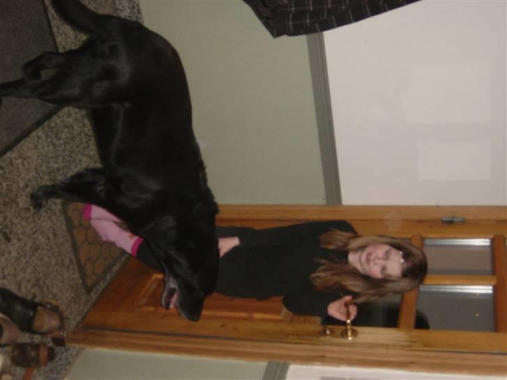 Labrador retriever Pan<333 R.I.P:( D.9/10-10 - Maja skal ud og foder billede 1