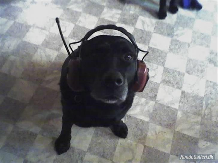 Labrador retriever Pan<333 R.I.P:( D.9/10-10 - Godt musik jeg høre billede 2