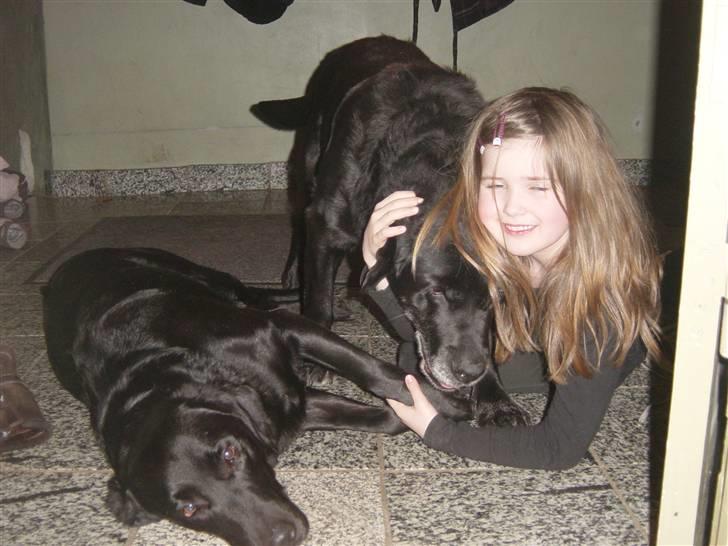 Labrador retriever Pan<333 R.I.P:( D.9/10-10 - Vi hygger os billede 3
