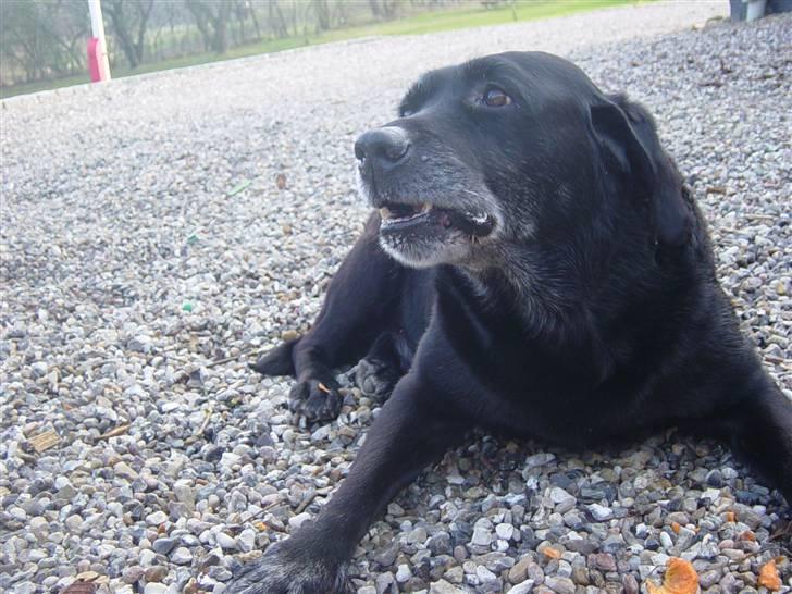 Labrador retriever Pan<333 R.I.P:( D.9/10-10 - Jeg er sød billede 4
