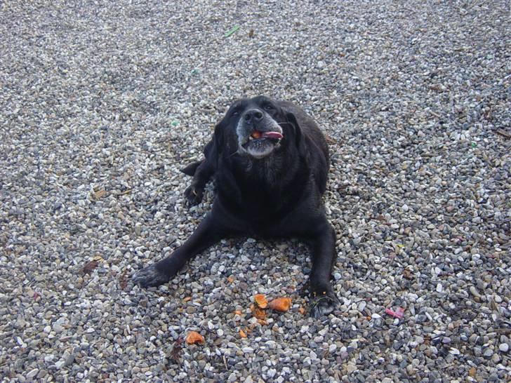 Labrador retriever Pan<333 R.I.P:( D.9/10-10 - Gullerøder billede 5