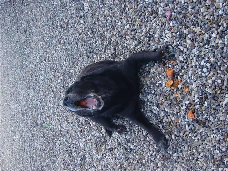 Labrador retriever Pan<333 R.I.P:( D.9/10-10 - Omm gullerøder billede 6