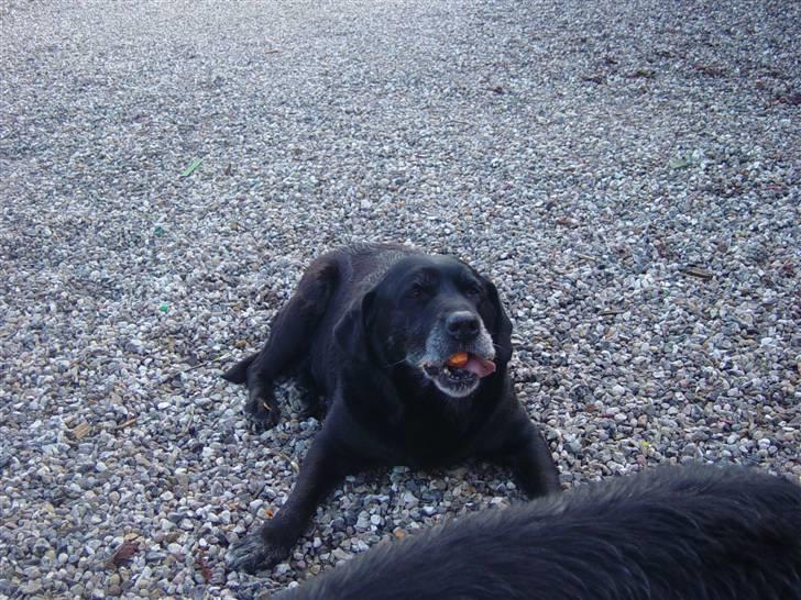 Labrador retriever Pan<333 R.I.P:( D.9/10-10 - Umm gullerødder jeg har bare fået dem fra Snowy og Silas det bliver maja ikke sur over men det kan da godt være de små ponyer bliver lidt sur billede 7