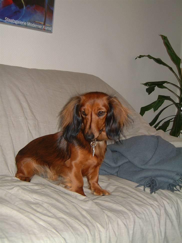 Dværggravhund Silke - Her viser jeg lige min hanekam ;-) billede 1