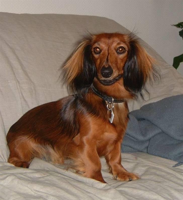 Dværggravhund Silke - Jeg kan godt lide og sidde roligt når far gerne vil tage bill. billede 2