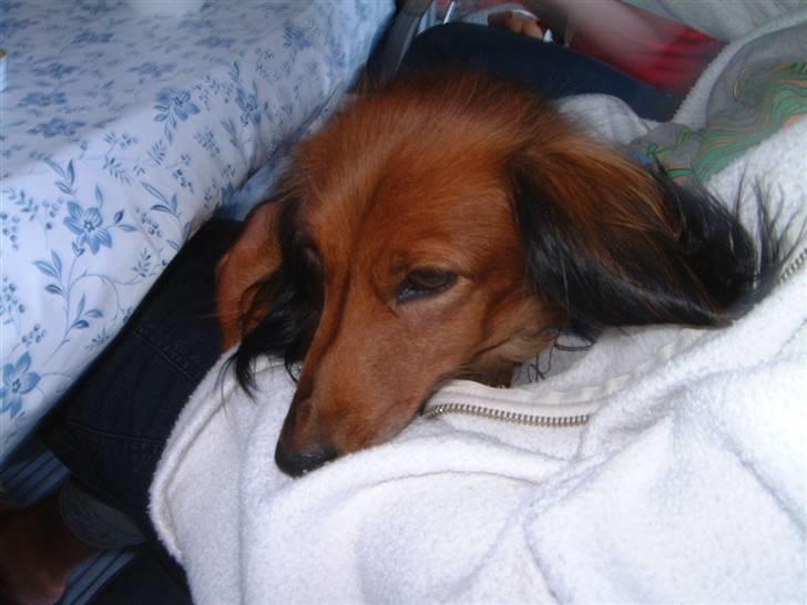 Dværggravhund Silke - AHH dejligt mor gider at sidde med mig, for det  elsker jeg billede 3