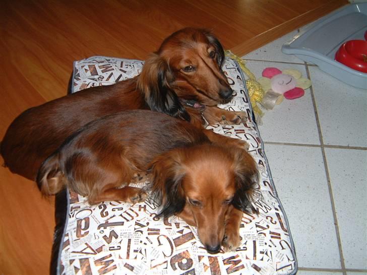 Dværggravhund Silke - Elsker at pytte sammen med min datter Centa billede 4