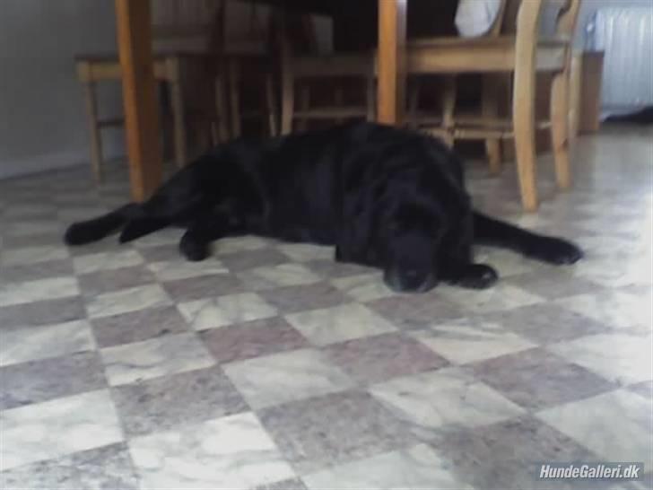Labrador retriever Pan<333 R.I.P:( D.9/10-10 - Jeg ligger meget godt billede 8