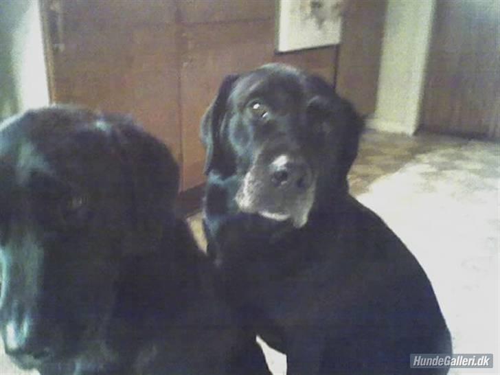 Labrador retriever Pan<333 R.I.P:( D.9/10-10 - Theis jeg vil have mit billede I FRED!!! billede 9