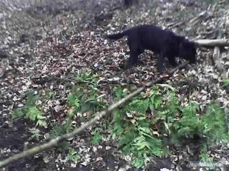 Labrador retriever Pan<333 R.I.P:( D.9/10-10 - Sejt en lang pend billede 10