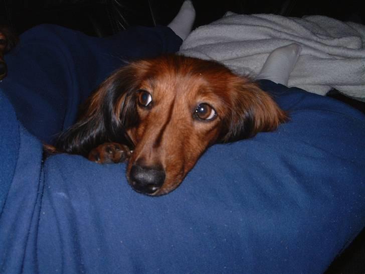 Dværggravhund Silke - Jaa så har jeg overtalt mor til at putte igen ( hun kan også lide det ) billede 6