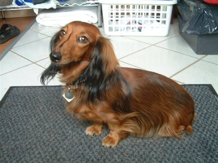 Dværggravhund Silke - Se mig lige er jeg ikke dejlig. billede 7