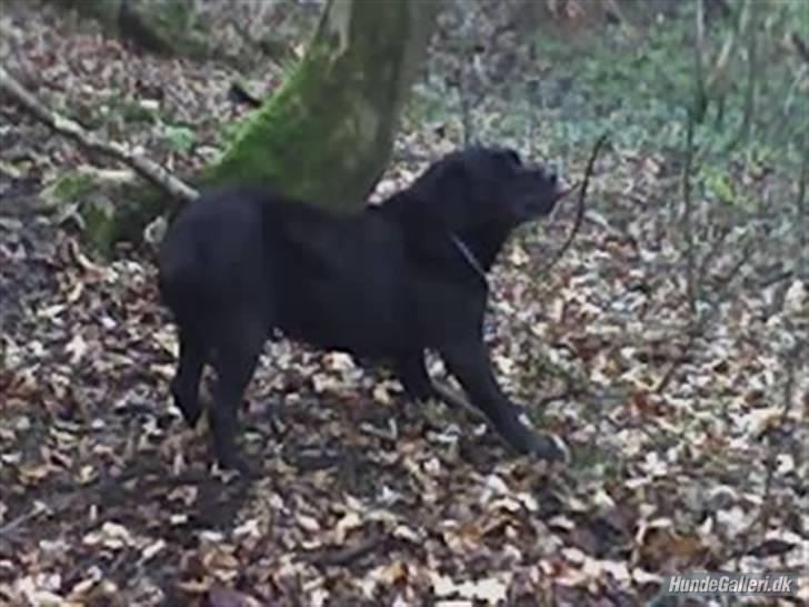 Labrador retriever Pan<333 R.I.P:( D.9/10-10 - Jaa en færlig pend billede 11