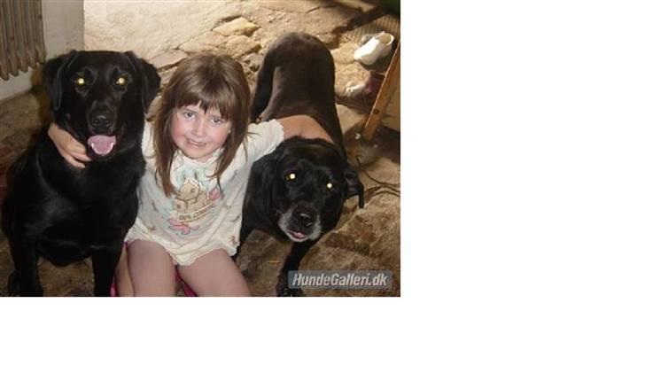 Labrador retriever Pan<333 R.I.P:( D.9/10-10 - Er lige sammen med Maja og min søn Theis billede 12