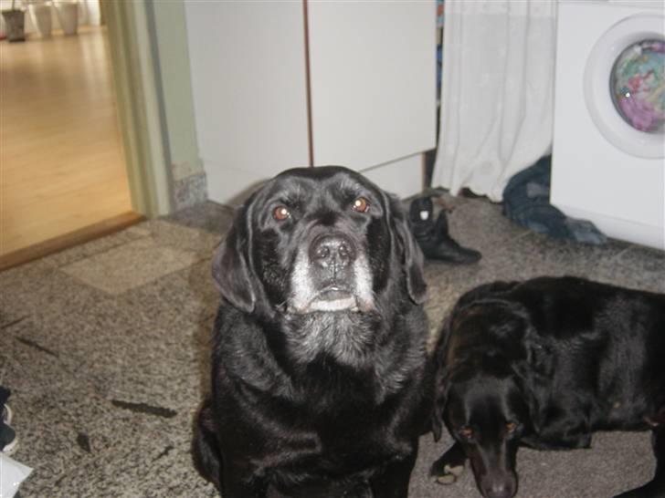 Labrador retriever Pan<333 R.I.P:( D.9/10-10 - Så nu er jeg meget glad billede 13