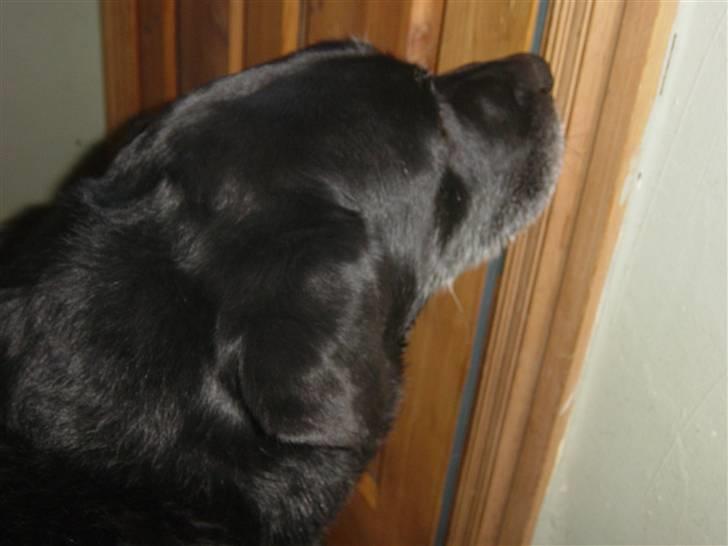 Labrador retriever Pan<333 R.I.P:( D.9/10-10 - Jeg vil ud Maja kom nu ikke altid det hestegalleri billede 14