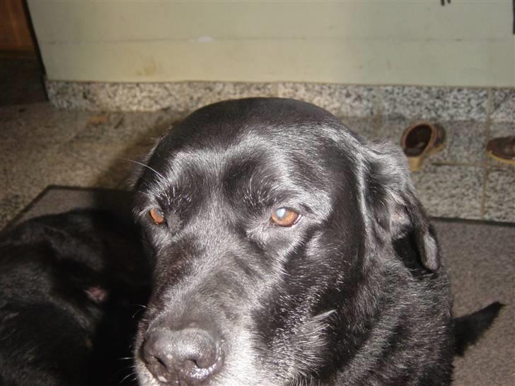 Labrador retriever Pan<333 R.I.P:( D.9/10-10 - Elsker dig Pan billede 15