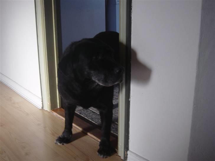 Labrador retriever Pan<333 R.I.P:( D.9/10-10 - Maja kommer du med noget mad til mig??? billede 16