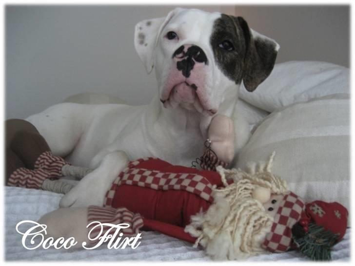 Amerikansk bulldog Coco Flirt - 8 mdr... <3 billede 8