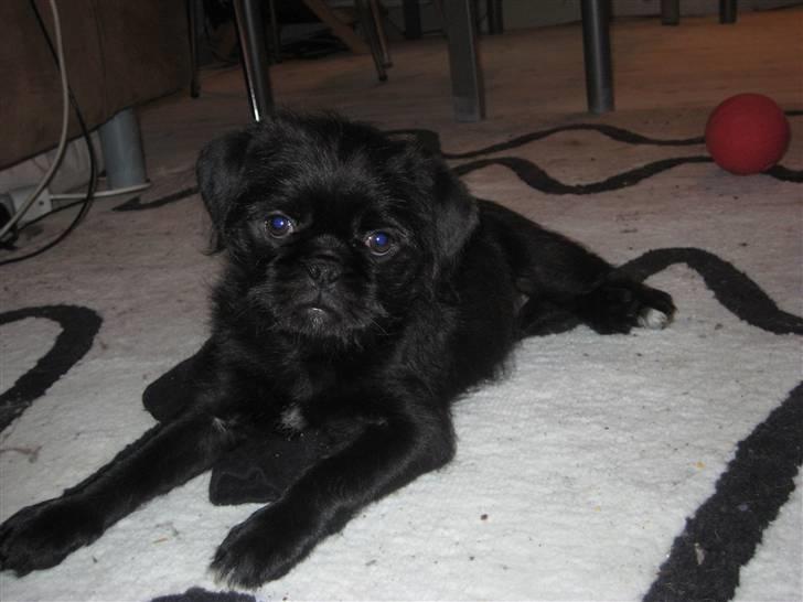 Blanding af racer Cocco billede 6