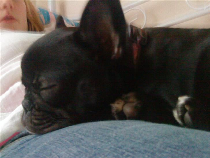 Fransk bulldog Trunte - Trunte
 billede 6