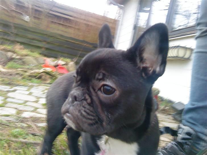 Fransk bulldog Trunte - Trunte billede 7